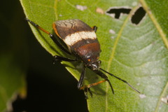 Largus balteatus