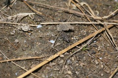 Cicindela oregona oregona