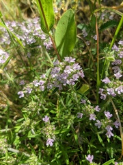 Thymus dzevanovskyi