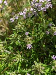 Thymus dzevanovskyi