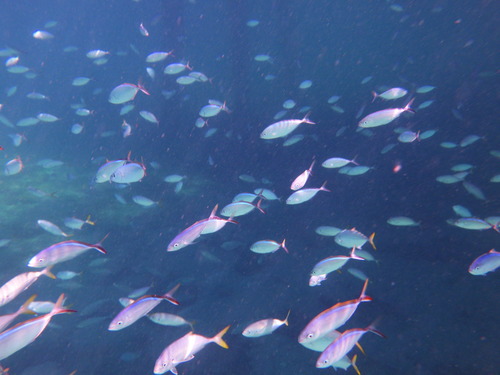 Bar jack (Caranx ruber) — Carangidae — 3