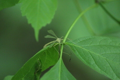 Hylobittacus apicalis