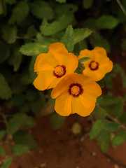 Sida galheirensis