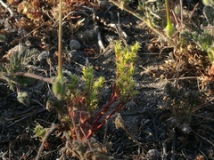 Lastarriaea coriacea