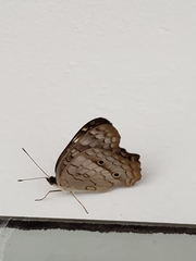 Anartia jatrophae
