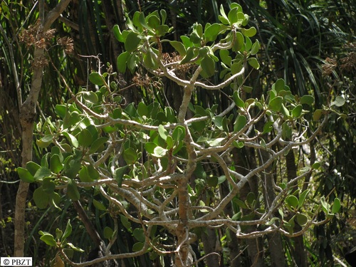 Kalanchoe arborescens