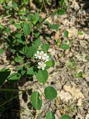 Cotoneaster tauricus