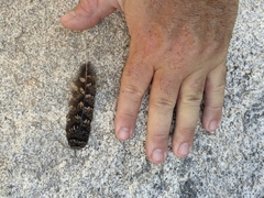 Phalaenoptilus nuttallii