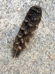 Phalaenoptilus nuttallii