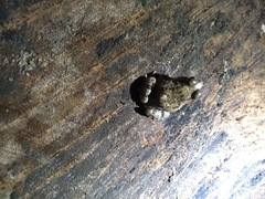 Pleurodema brachyops