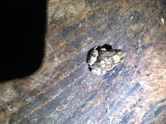 Pleurodema brachyops