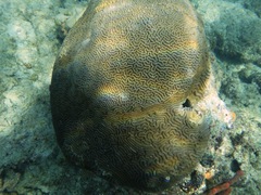 Faviinae
