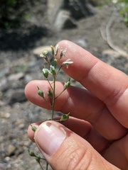 Camelina rumelica