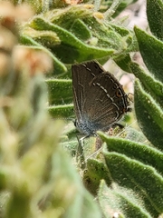 Satyrium abdominalis
