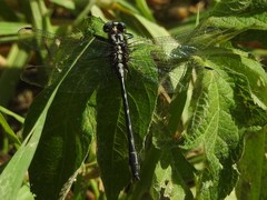 Phanogomphus quadricolor
