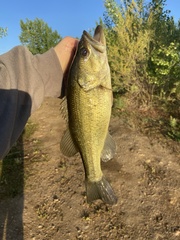 Micropterus salmoides