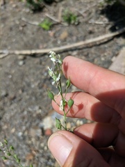 Camelina rumelica