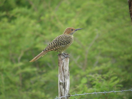Colaptes fernandinae