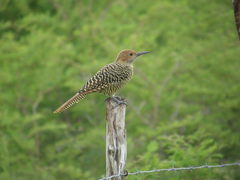 Colaptes fernandinae