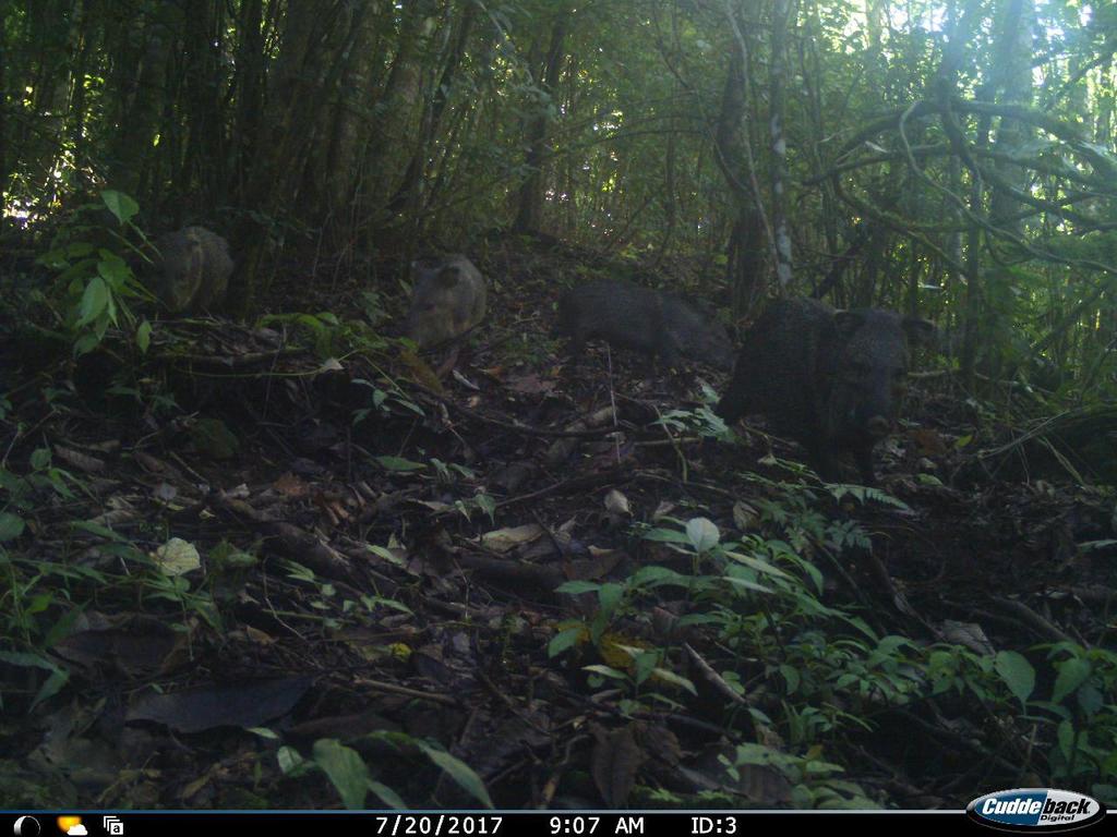 Collared Peccary From Chiapas La Concordia On July 12 2017 At 0700 Pm By Fototeca Nacional De 