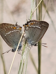 Satyrium abdominalis