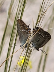 Satyrium abdominalis