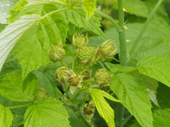 Rubus ellipticus