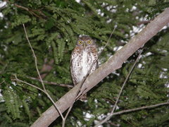 Glaucidium siju