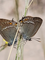 Satyrium abdominalis