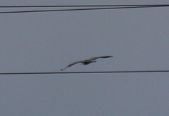 Ardea cinerea