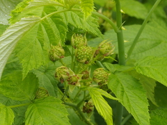 Rubus ellipticus