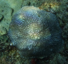 Pseudodiploria