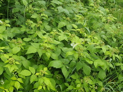Rubus ellipticus