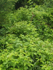 Rubus ellipticus