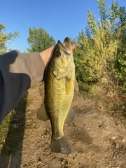 Micropterus salmoides