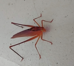 Amblycorypha carinata