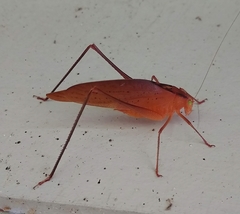 Amblycorypha carinata