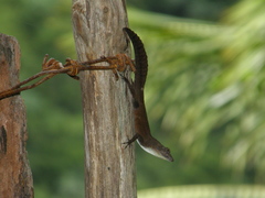Anolis homolechis