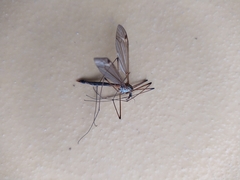 Tipula luna