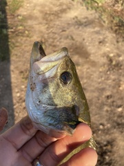 Micropterus salmoides