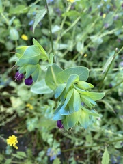 Cerinthe