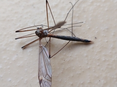 Tipula luna