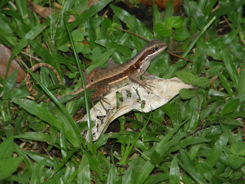 Leiocephalus macropus