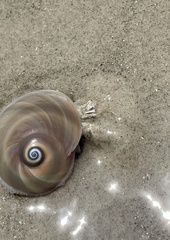 Isocheles wurdemanni