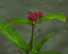 Asclepias incarnata incarnata
