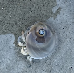 Isocheles wurdemanni