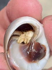 Isocheles wurdemanni