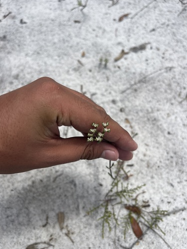 Image of Paronychia erecta by (c) Brandon Corder, some rights reserved (CC BY)