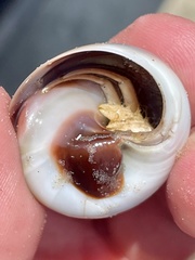 Isocheles wurdemanni