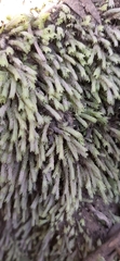 Schistochila